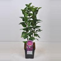 Sering (syringa vulgaris "Charles Joly") - 50-70 cm - 1 stuks - thumbnail