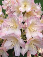 Rhododendron