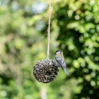 Ring van gestreepte zonnebloemkernen Ring van gestreepte zonnebloemkernen