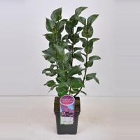 Sering (syringa vulgaris "Ludwig Späth") - 50-70 cm - 1 stuks - thumbnail