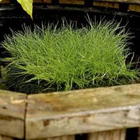 Borstelbies (Scirpus isolepsis) zuurstofplant - 10 stuks