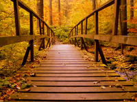 Tuinposter Herfst Brug - thumbnail