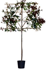 Glansmispel leiboom 120 cm Photinia fraseri Red Robin 235 cm - Warentuin Natuurlijk