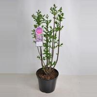 Sering (syringa villosae "Minuet") - 80-100 cm - 1 stuks - thumbnail