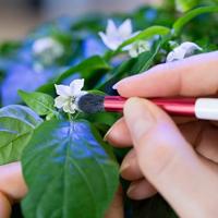 Echte bestuivingskwast – voor handmatige bestuiving van Lingots®