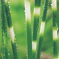 Bonte mattenbies (Scirpus tabernaemontani “Zebrinus”) moerasplant (6-stuks) - thumbnail