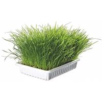 TX-4235 Cat Grass Bowl 100gr
