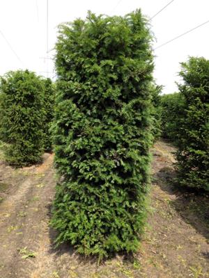 Kant & klaar haag Taxus Baccata blokhaag H250 x B80 x L80 cm Venijnboom Quickhedge - Quickhedge
