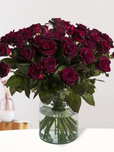 50 dieprode rozen - Black Baccara