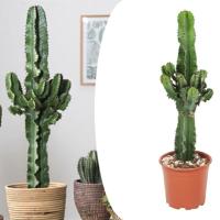 Euphorbia Cactus (50 - 60 cm)
