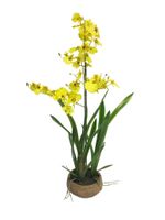 Oncidium Malibu in pot yellow 90cm