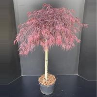 Japanse esdoorn op stam (Acer palmatum "Garnet") heester - thumbnail