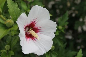 Hibiscus op stam