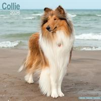 Collie Calendar 2026 Square Dog Breed Wall Calendar - 16 Month