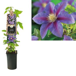 Clematis Barbara Jackman - bosrank 75 cm