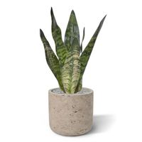 Sansevieria kunstplant 30cm groen