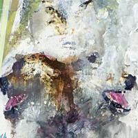 Tail Swallover And Dove - CD (0803238007823)