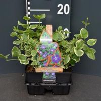 Grote maagdenpalm (vinca major "Variegata") bodembedekker - 4-pack - 1 stuks - thumbnail