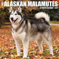 Alaskan Malamute Kalender 2021