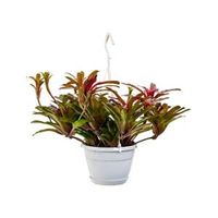 Neoregelia fireball hangplant - thumbnail