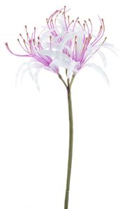 Nerine spray lavender 90cm