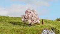 NOCH® Kersenboom, natuurlijke modelboom, 6 cm voor spoorbreedtes H0, TT, N, Z, ideaal voor diorama's en militaire modelbouw