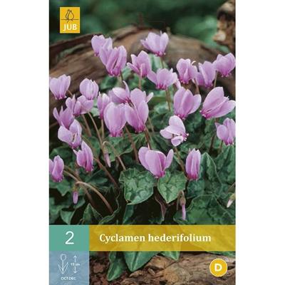Cyclamen hederifolium 2 bollen