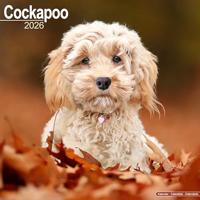 Cockapoo Calendar 2026 Square Dog Breed Wall Calendar - 16 Month