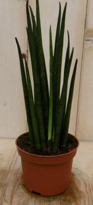Kirkii Vrouwentong Sansevieria 30 cm kamerplant Sanseveria Warentuin Natuurlijk - Warentuin natuurlijk Kirkii Vrouwentong Sansevieria 30 cm kamerplant Sanseveria Warentuin Natuurlijk - Warentuin natuurlijk