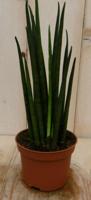 Kirkii Vrouwentong Sansevieria 30 cm kamerplant Sanseveria Warentuin Natuurlijk - Warentuin natuurlijk