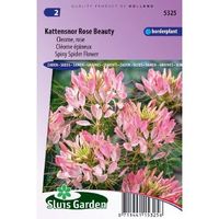 Cleome Spinosa zaden Rose Beauty Kattensnor