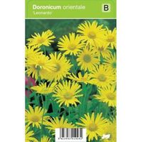 Voorjaarszonnebloem (doronicum orientale "Leonardo") voorjaarsbloeier - 12 stuks - thumbnail