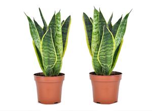 Set van 2 Sanseveria - 'Vrouwentong'