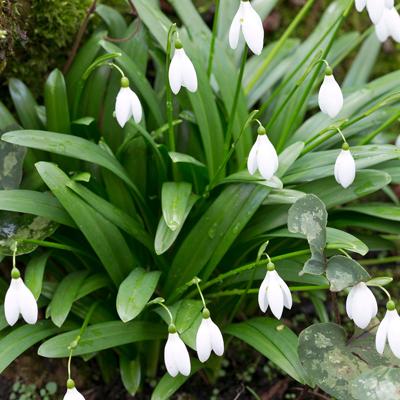 Glanzend Sneeuwklokje bloembollen