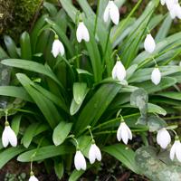 Glanzend Sneeuwklokje bloembollen