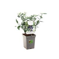 Bosbes (vaccinium corymbosum "Goldtraube") fruitplanten - In 5 liter pot - 1 stuks