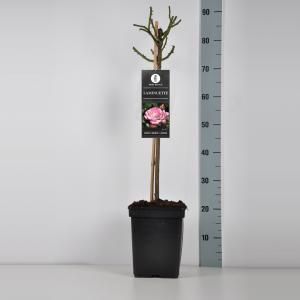 Trosroos op stam (rosa "Laminuette") - 50 cm - 1 stuks