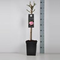 Trosroos op stam (rosa "Laminuette") - 50 cm - 1 stuks - thumbnail