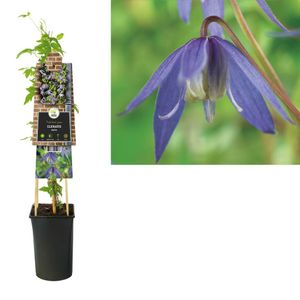 Clematis alpina - bosrank 75 cm