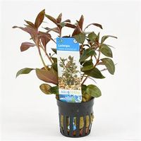 Ludwigia repens rubin - Diamond Red
 - 6 stuks - aquarium plant