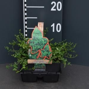 Kardinaalsmuts (euonymus fortunei "Minimus") bodembedekker - 4-pack - 1 stuks