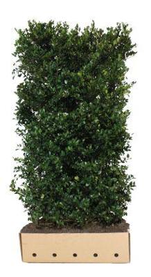 Ilex meserveae Heckenblau Heg haag H200 x 100 breed QuickHedge - Quickhedge