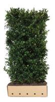 Ilex meserveae Heckenblau Heg haag H200 x 100 breed QuickHedge - Quickhedge