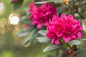 Rhododendron