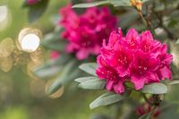 Rhododendron - thumbnail