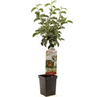 Appelboom Malus d. Rode Jonagold 90 cm - thumbnail