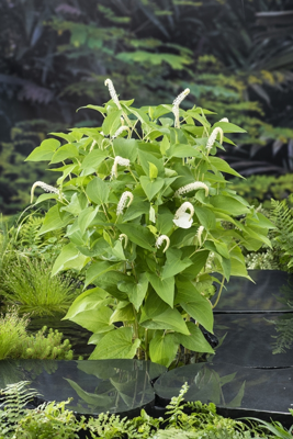 Leids plantje / Saururus cernuus