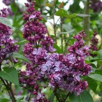 Sering (syringa vulgaris "Adelaide Dunbar") - thumbnail