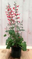 Salvia Salie rood - Warentuin natuurlijk