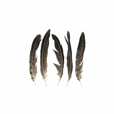 Veren Lady Amherst Fazant - 13 cm (5 stuks)